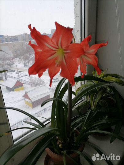 Гиппиаструм