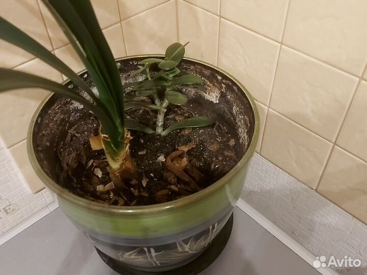 Комнатные цветы