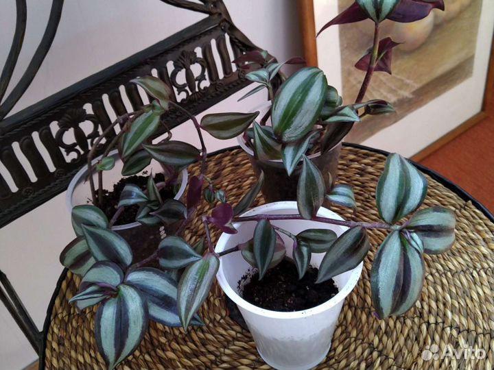 Традесканция (зебрина), сортовые фиалки