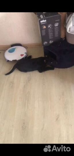 Щенки метисы овчарки