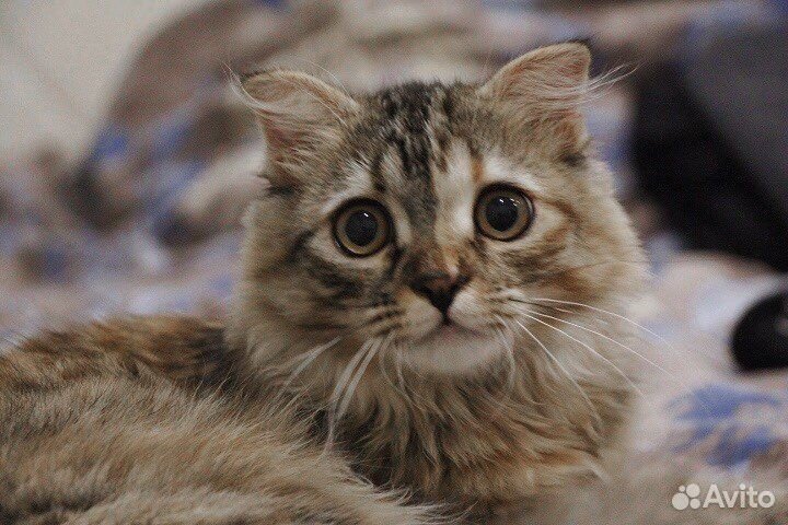 Кошка на вязку