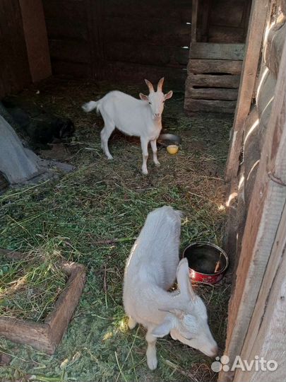 Козы и козлы