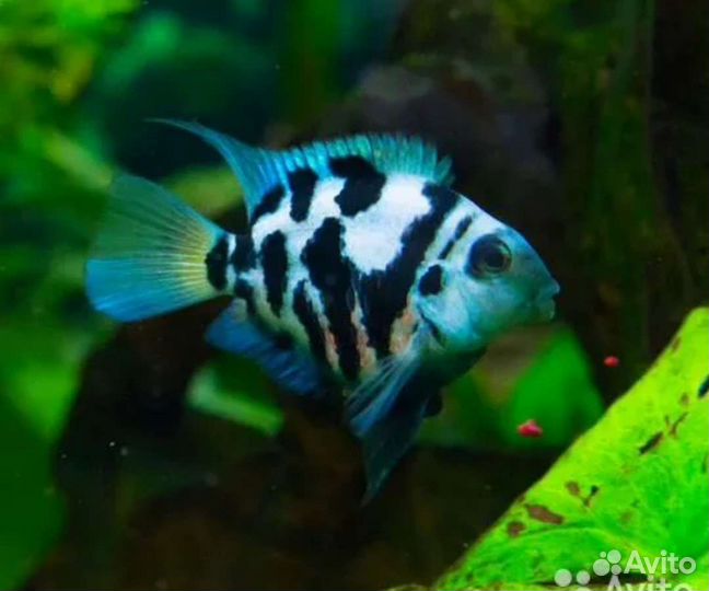 Мальки сапфирового (тигрового)попугая