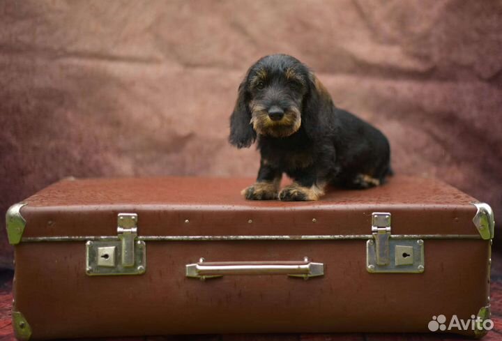 Таксенок-жестик