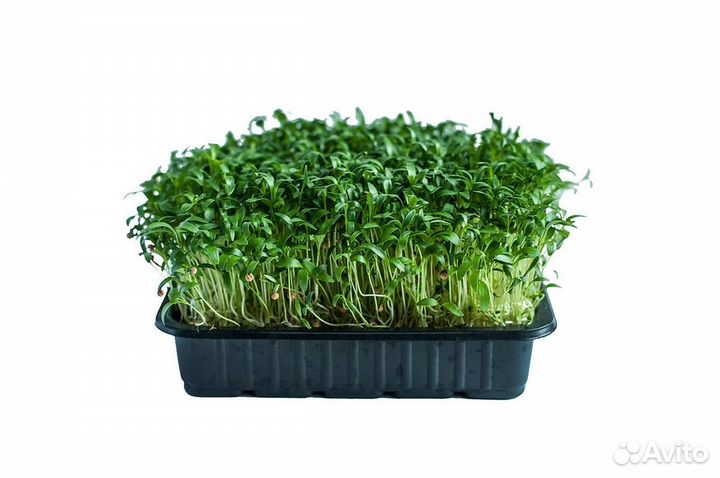 Микро зелень