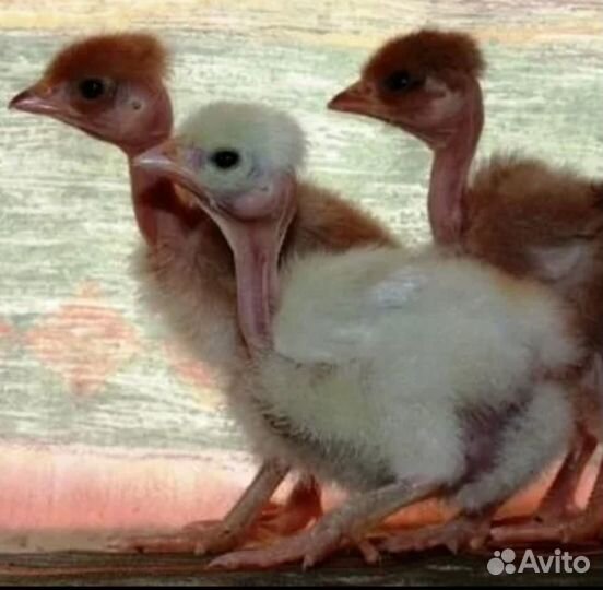 Цыплята бройлеры