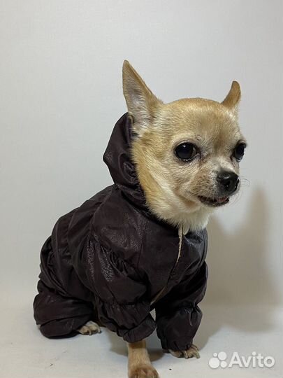 Утепленный дождевик для маленькой собаки