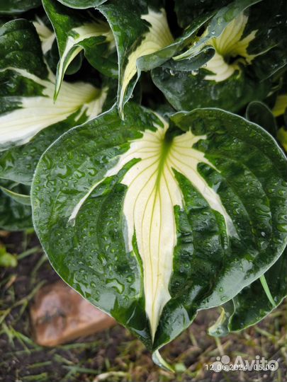 Хосты разные