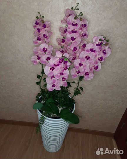 Дендробиум