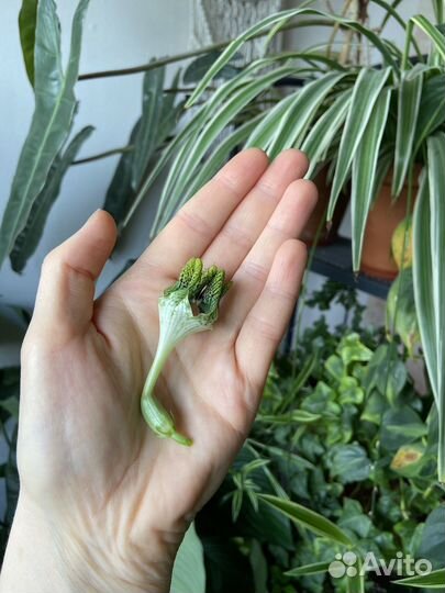 Церопегия Сандерсона