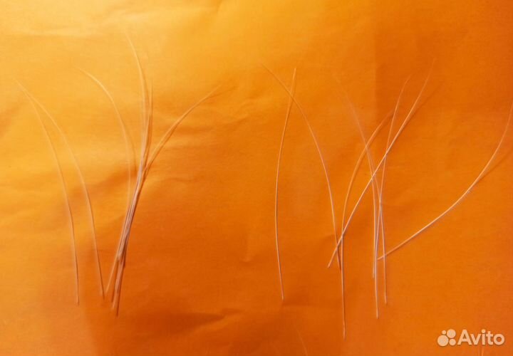 Кошачьи усы