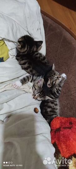 Котята курильский бобтейл