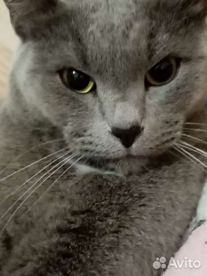 Отдам кота в добрые руки