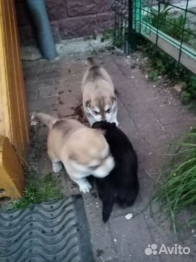 Щенки хаски