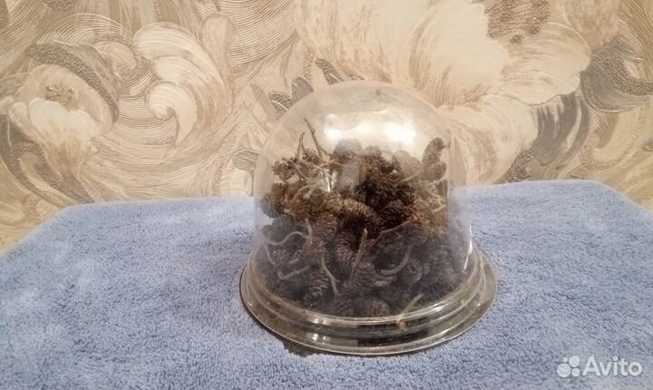 Ольховые шишки шишки ольхи