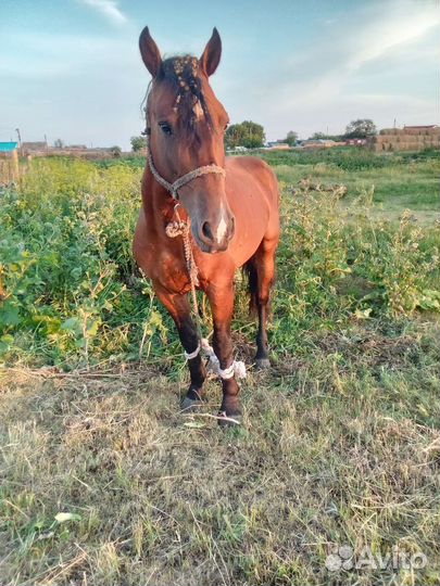 Жеребец 5 лет