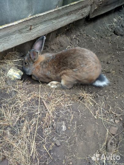 Кролики серый великан
