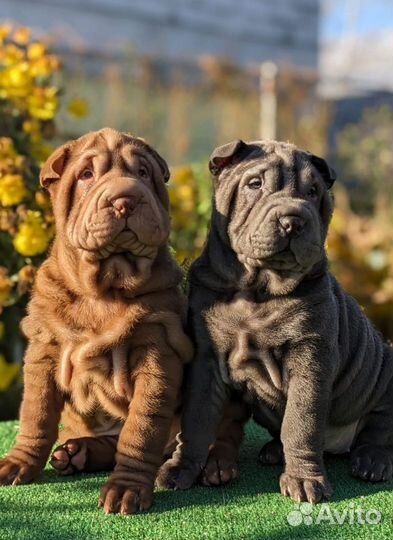 Щенки шарпея