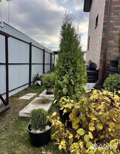 Можжевельник Блю Эрроу с бесплатной доставкой