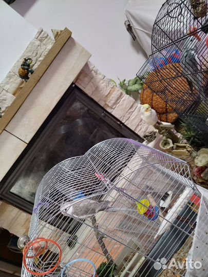 Корелла птенец говорящий и пары шикарных окрасов