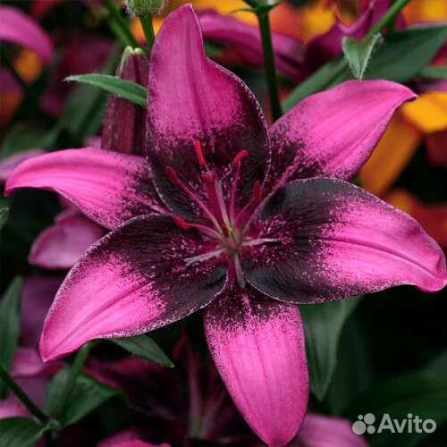 Лилии луковицы