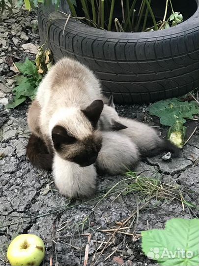 Сиамские котята бесплатно
