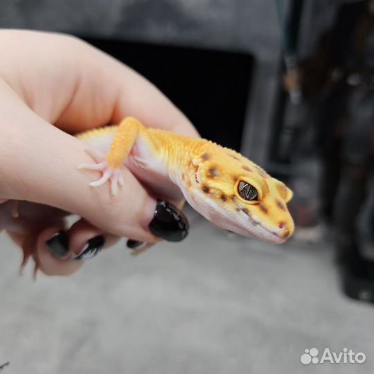 Взрослые эублефары пара Gpro