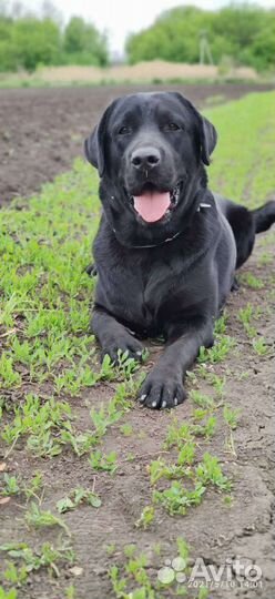 Кобель лабрадора вязка