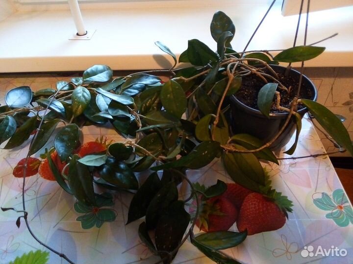 Продам цветы комнатные