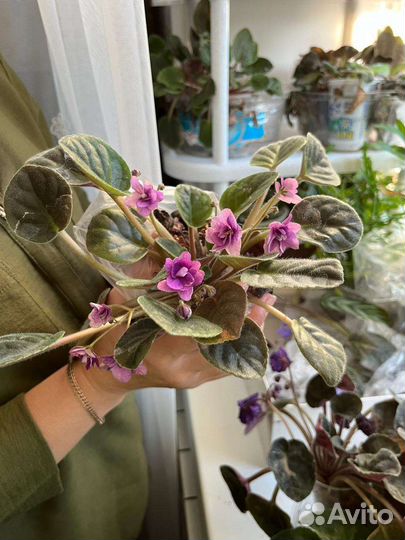 Фиалка сортовая