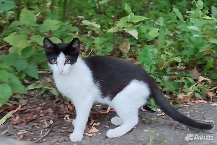 Чёрно-белый милейший котенок в дар