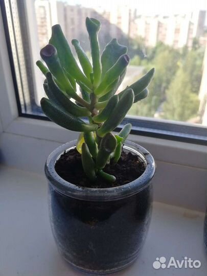 Крассула хоббит, малыши