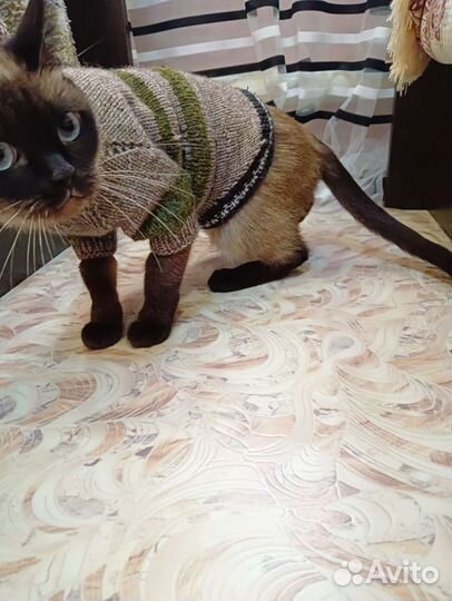 Одежда для кошек