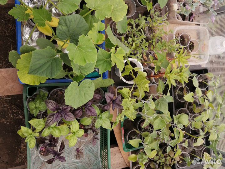 Рассада овощных, пряно-аромат.и лекарствен.культур