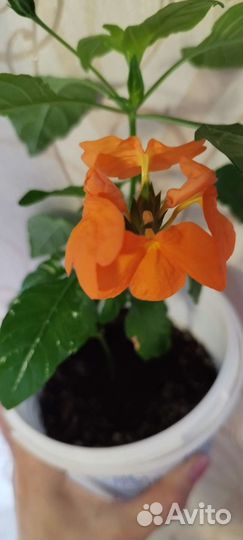 Кроссандра