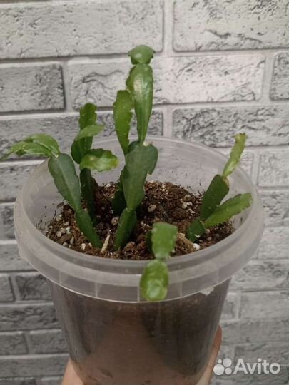 Декабрист шлюмбергера(Зигокактус)