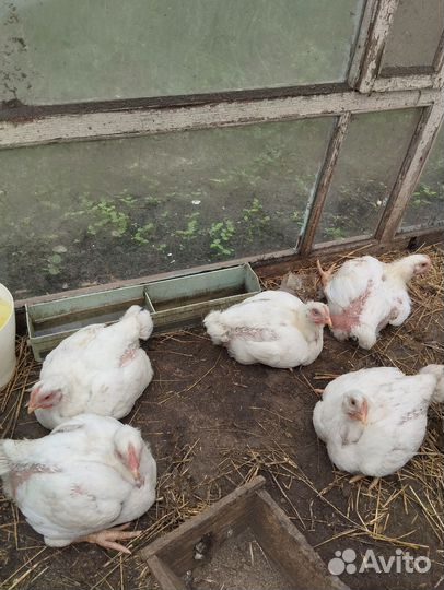 Куры бройлеры