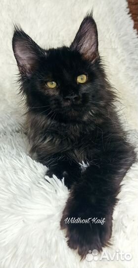 Черный котик мейн кун