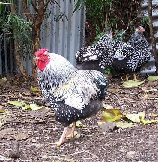 Инкубационное яйцо марана, австралорпа, виандота