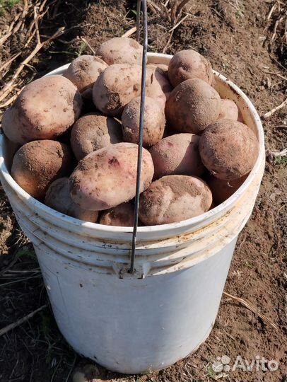 Продам картофель крупный