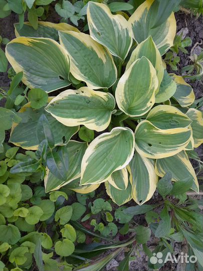 Хосты,флоксы