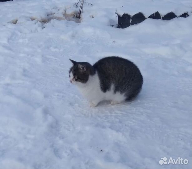 Котята девочки 8-10 мес