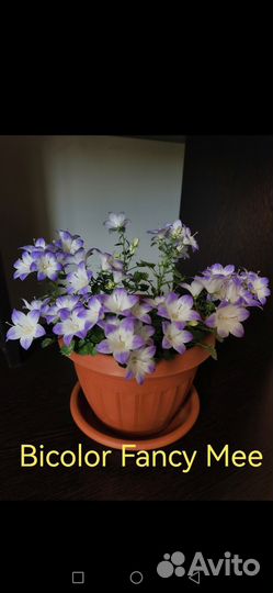 Кампанула