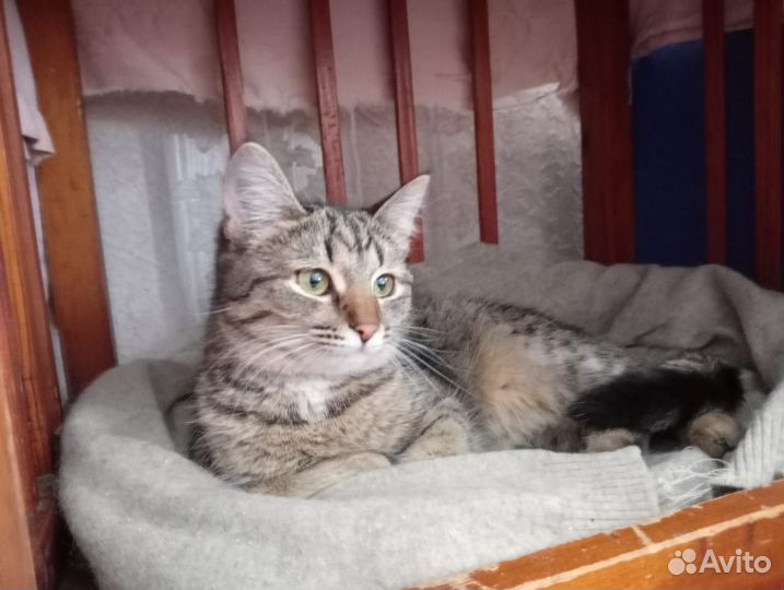 Ищет дом Анечка