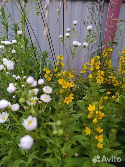 Вербейник. Многолетние для вашего сада