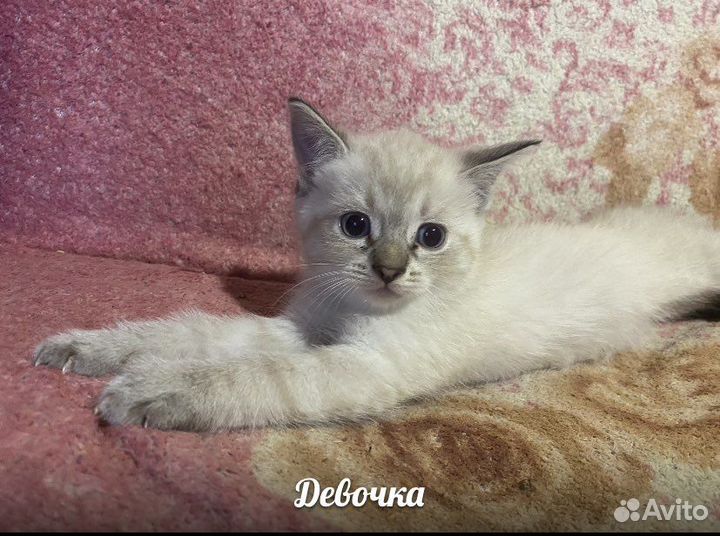 Котята в добрые руки