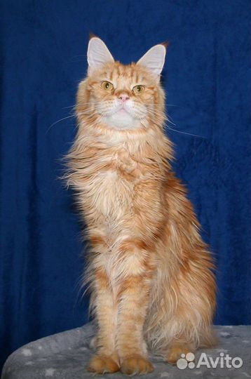 Мейн-кун кошечка