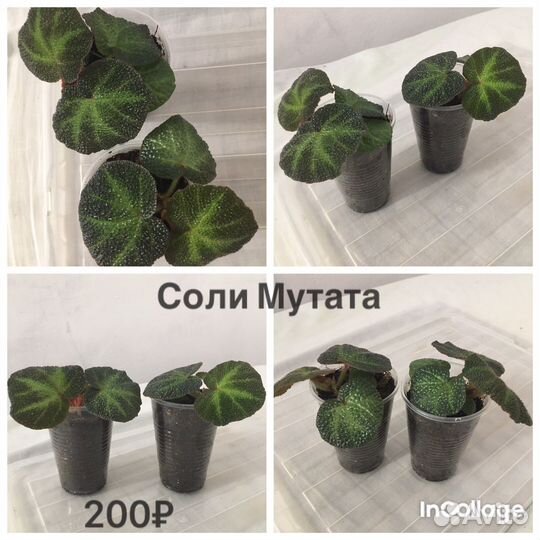 Бегонии сортовые