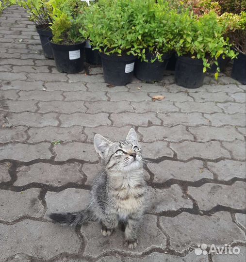 Кошки в добрые руки