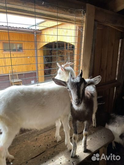 Продам козлят
